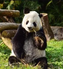 诸葛衡
